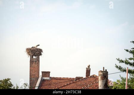 Photo d'un nid de tempête avec l'oiseau debout sur lui pendant un après-midi ensoleillé. Les cigognes sont de grands oiseaux à longues pattes et à long col qui se décombent avec de longs oiseaux stou Banque D'Images