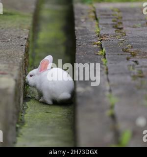 Un joli lapin blanc tente de s'enfuir dans le canal d'eau devant la maison pour jouer Banque D'Images