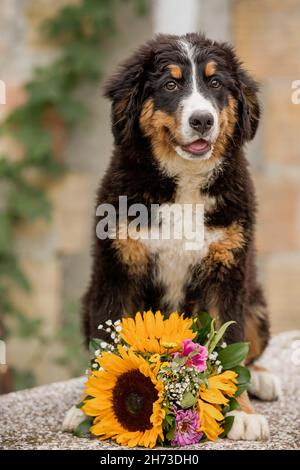 Portrait d'un chien avec des tournesols Banque D'Images