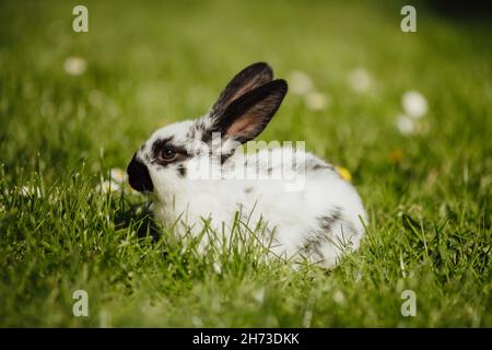 Un joli lapin noir et blanc joue sur l'herbe Banque D'Images