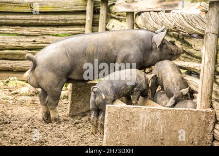 Un jour d'été, des porcs adultes et des bébés se trouvent dans une fosse d'alimentation située dans une clôture extérieure en rondins. Banque D'Images