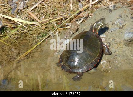 Gros plan d'une tortue peinte se bronzant au bord de l'étang un jour d'été. Banque D'Images