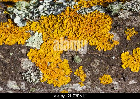 Lichen jaune chromé qui pousse sur l'écorce d'un arbre à Tokai, au Cap, en Afrique du Sud. Banque D'Images