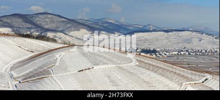 FRANCE, HAUT-RHIN (68), KATZENTHAL, VIGNOBLE GRAND CRU SCHLOSSBERG-WINECK Banque D'Images