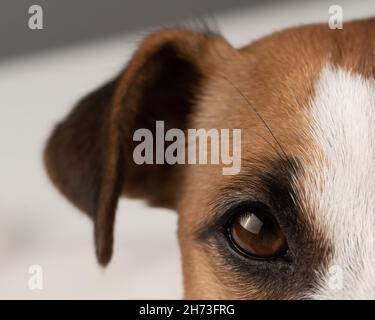 Portrait court de Jack Russell terrier. Banque D'Images