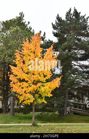 Un arbre jaune vif contre des arbres à feuilles persistantes devant une maison accessible en fauteuil roulant dans un quartier résidentiel, à Thunder Bay, Ontario, Canada, Banque D'Images