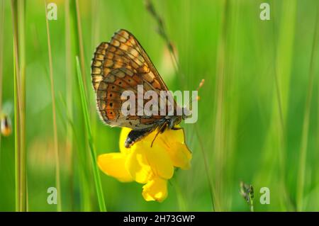 Marsh fritillary butterfly au repos. Dorset, UK peut Banque D'Images