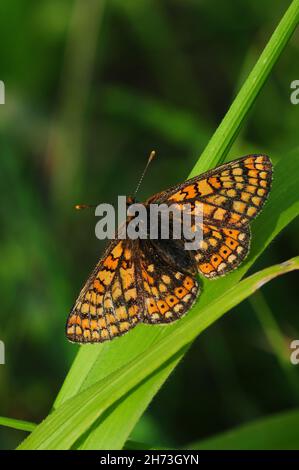 Portrait du papillon fritillaire de marais au repos.Dorset, Royaume-Uni, mai Banque D'Images