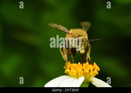 Photo en gros plan de l'abeille bleue juchée sur la fleur.Amegilla cingulata. Banque D'Images