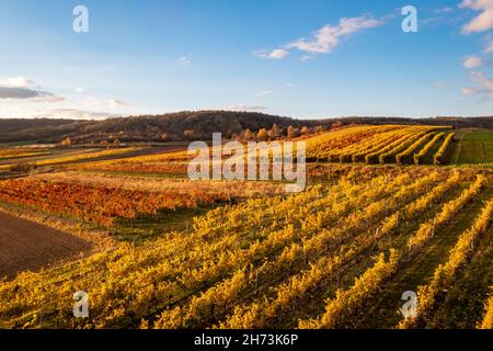 Vignobles pittoresques dans la région de Weinviertel en Basse-Autriche en Europe. Banque D'Images