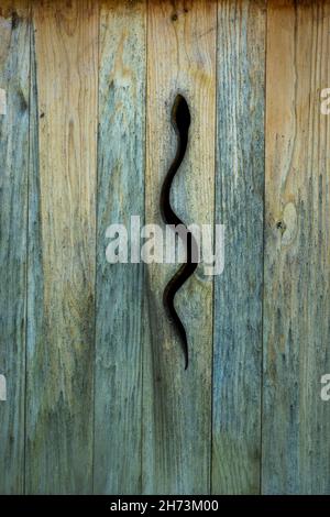 Serpent (représentation animale) sur une porte en bois. Puy de Dôme. Auvergne Rhône Alpes. France Banque D'Images