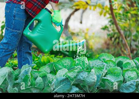 Une femme dans son jardin, eau avec un arrosoir vert, jardin de chou.Concept de: Jardinage, printemps, culture bio. Banque D'Images