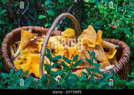 un panier complet de chanterelles au milieu de buissons de canneberges dans la forêt. Banque D'Images