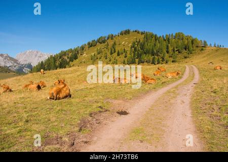 Vaches laitières dans leur pâturage d'été à Laghi di Festons sur Sella Festons près de Sauris di Sopra, province d'Udine, Friuli-Venezia Giulia, nord-est de l'Italie Banque D'Images