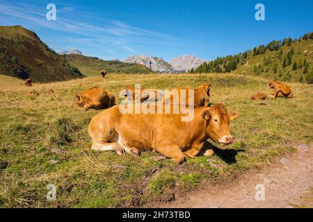 Vaches laitières dans leur pâturage d'été à Laghi di Festons sur Sella Festons près de Sauris di Sopra, province d'Udine, Friuli-Venezia Giulia, nord-est de l'Italie Banque D'Images