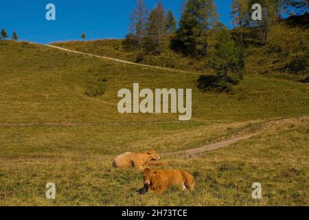 Vaches laitières dans leur pâturage d'été à Laghi di Festons sur Sella Festons près de Sauris di Sopra, province d'Udine, Friuli-Venezia Giulia, nord-est de l'Italie Banque D'Images