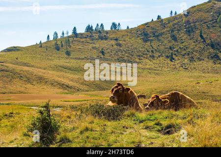 Vaches laitières dans leur pâturage d'été à Laghi di Festons sur Sella Festons près de Sauris di Sopra, province d'Udine, Friuli-Venezia Giulia, nord-est de l'Italie Banque D'Images