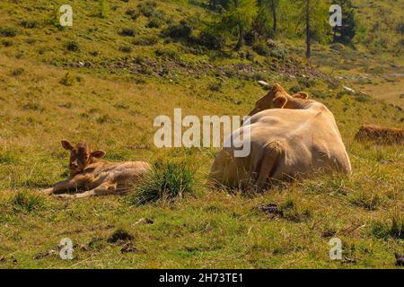 Vaches laitières dans leur pâturage d'été à Laghi di Festons sur Sella Festons près de Sauris di Sopra, province d'Udine, Friuli-Venezia Giulia, nord-est de l'Italie Banque D'Images