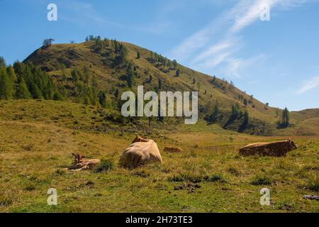 Vaches laitières dans leur pâturage d'été à Laghi di Festons sur Sella Festons près de Sauris di Sopra, province d'Udine, Friuli-Venezia Giulia, nord-est de l'Italie Banque D'Images