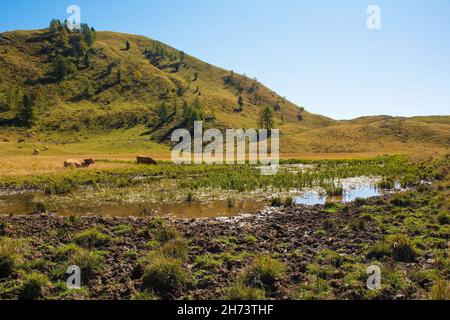 Vaches laitières dans leur pâturage d'été à Laghi di Festons sur Sella Festons près de Sauris di Sopra, province d'Udine, Friuli-Venezia Giulia, nord-est de l'Italie Banque D'Images