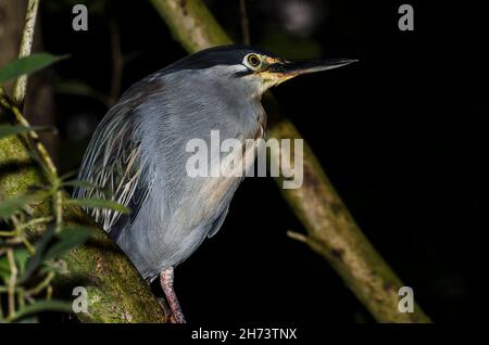 Héron strié (Butorides striata), héron de mangrove, petit héron ou héron à dos vert. Banque D'Images