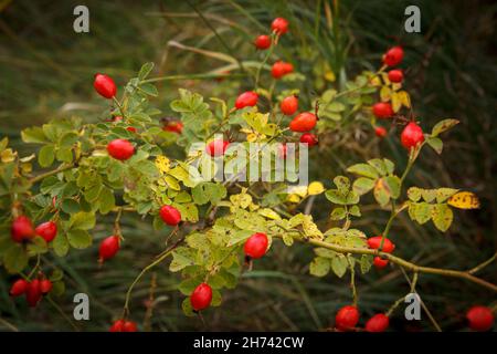 Le buisson roseHIPS avec de grandes baies mûres rouges pousse à l'automne en forêt Banque D'Images