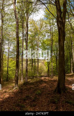 Forêt ouverte avec des hêtres (Fagus sylvatica) dans la nouvelle feuille de printemps: Le bois d'Inholmes, près de Stoughton, Parc national de South Downs, West Sussex, Royaume-Uni Banque D'Images