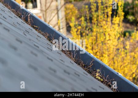 Un portrait d'une gouttière pleine de brindilles et de feuilles pendant l'automne. Il doit être nettoyé sinon il sera obstrué et l'eau de pluie ne sera pas vidangée et W Banque D'Images