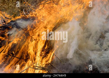 Nature en danger catastrophe avec le champ de prairie en feu sauvage feu ouvert détruit l'herbe sur un champ Banque D'Images