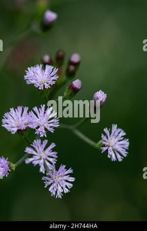 Gros plan sur les fleurs de la prairie-rue de la colonne sibérienne Banque D'Images