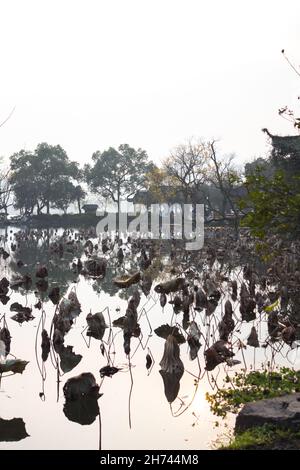 Lotus sur le lac.Lotus dans la brise à Crooked Courtyard paysage dans West Lake.Le nom chinois du parc est Quyuanfenghe. Banque D'Images