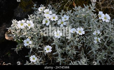 Fleurs de cerastium tomentosum.Jardin botanique, KIT Karlsruhe, Allemagne, Europe Banque D'Images