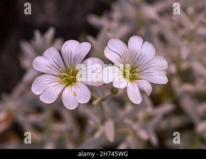 Fleurs de cerastium tomentosum.Jardin botanique, KIT Karlsruhe, Allemagne, Europe Banque D'Images