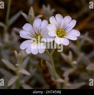 Fleurs de cerastium tomentosum.Jardin botanique, KIT Karlsruhe, Allemagne, Europe Banque D'Images