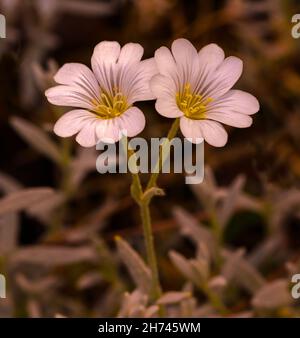 Fleurs de cerastium tomentosum.Jardin botanique, KIT Karlsruhe, Allemagne, Europe Banque D'Images