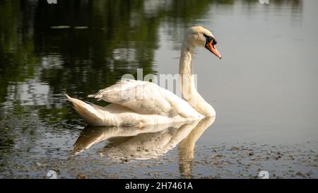 Un cygne élégant et muet nageant sur un lac au soleil d'été de l'après-midi Banque D'Images