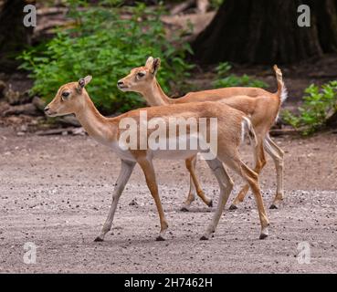 Blackbuck au bord de la forêt.Karlsruhe, Bade-Wurtemberg, Allemagne Banque D'Images