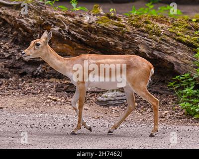 Blackbuck au bord de la forêt.Karlsruhe, Bade-Wurtemberg, Allemagne Banque D'Images