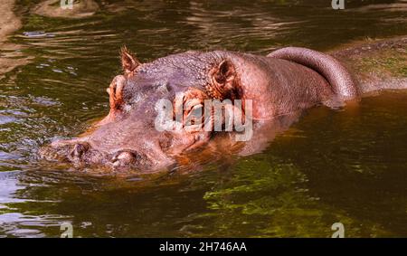 Plan de tête d'hippopotame Banque D'Images
