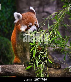 Red panda apprécie sa nourriture préférée, le bambou. Banque D'Images