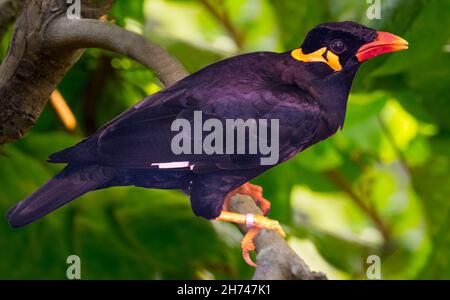 Common Hill Myna sur une branche d'arbre Banque D'Images