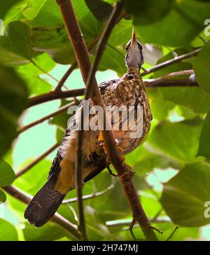 Sunbittern (Eurypyga hélias) adulte photographié d'en dessous assis sur un arbre Banque D'Images