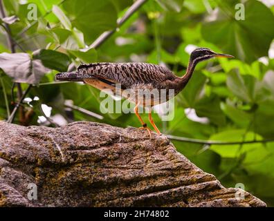 Sunbittern (Eurypyga helias) adulte photographié sur un rocher Banque D'Images