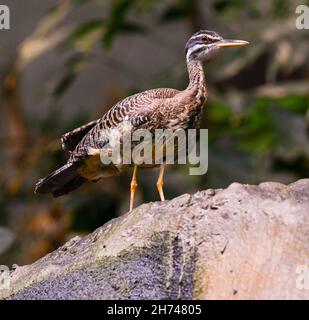 Sunbittern (Eurypyga helias) adulte photographié sur un rocher Banque D'Images