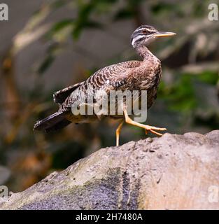 Sunbittern (Eurypyga helias) adulte photographié sur un rocher Banque D'Images