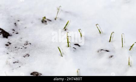 Blé d'hiver recouvert de glace pendant le gel, mise au point sélective.Moissonner par temps froid.Cultures céréalières pour le pain.Processus d'agriculture utilisant des cultures.Blé fie Banque D'Images