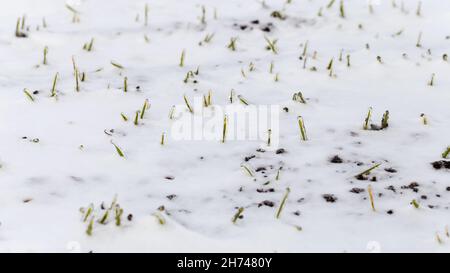 Blé d'hiver recouvert de glace pendant le gel, mise au point sélective.Moissonner par temps froid.Cultures céréalières pour le pain.Processus d'agriculture utilisant des cultures.Blé fie Banque D'Images