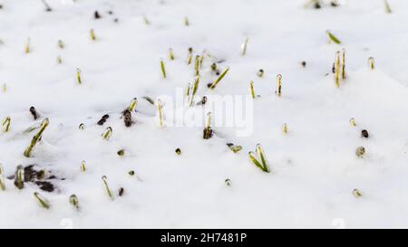 Blé d'hiver recouvert de glace pendant le gel, mise au point sélective.Moissonner par temps froid.Cultures céréalières pour le pain.Processus d'agriculture utilisant des cultures.Blé fie Banque D'Images