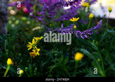 Fleurs violettes et jaunes dans une herbe verte Banque D'Images