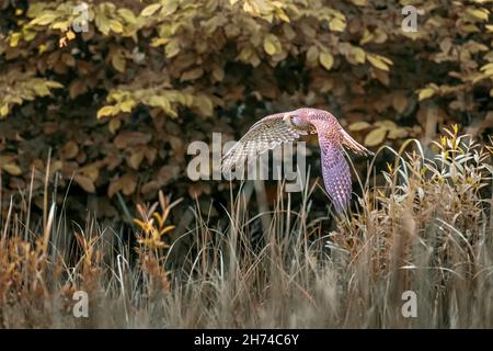 Le kestrel survole la prairie et chasse. Banque D'Images